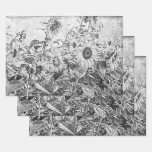Sunflower Field Vintage Black And White Decoupage Wrapping Paper Sheet