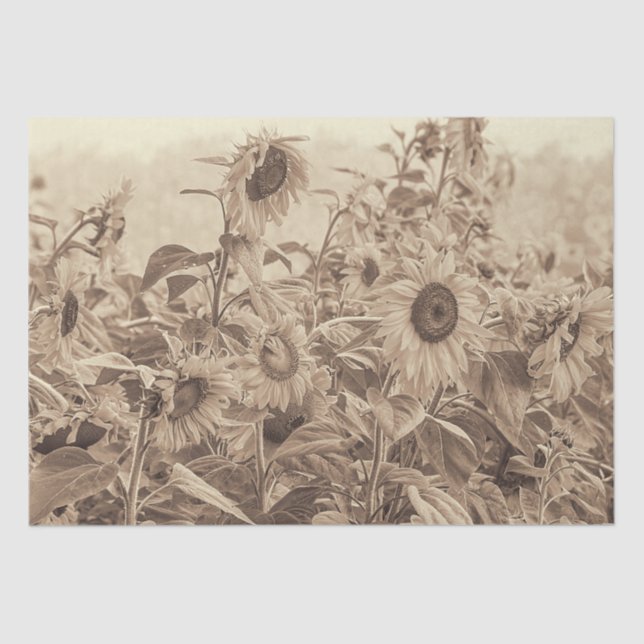 Sunflower Field Vintage Sepia Tone Decoupage Tissue Paper (Front)