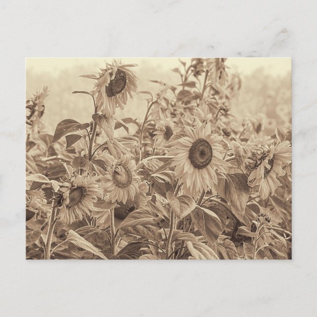 Sunflower Field Vintage Sepia Tone Fine Art Postcard (Front)