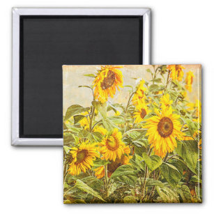 Sunflower Field Vintage Yellow Rustic Country Magnet