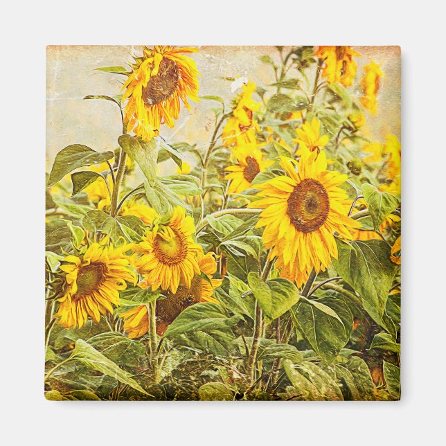 Sunflower Field Vintage Yellow Rustic Country Magnet (Front)