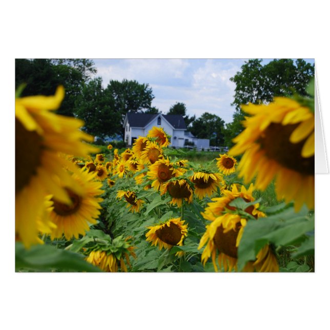 Sunflower Field with Farmhouse Card (Front Horizontal)