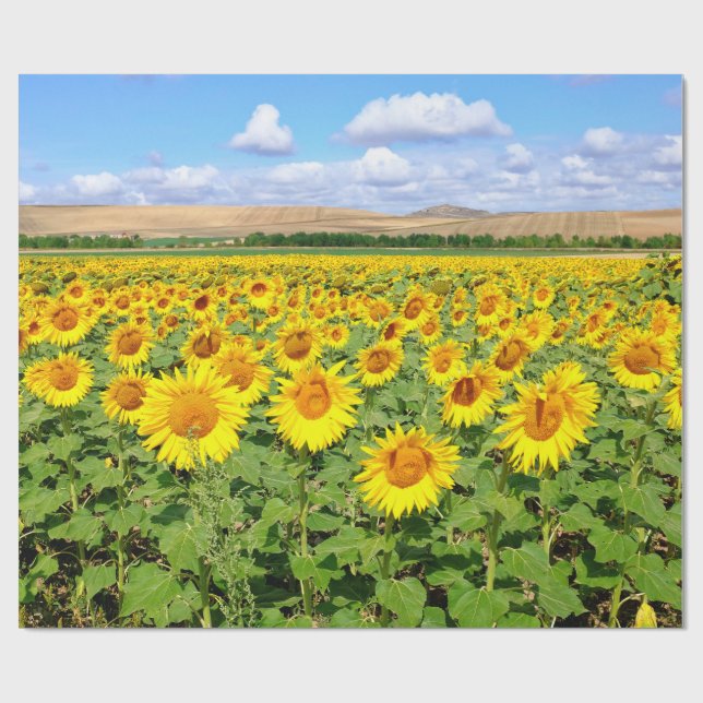 Sunflower field wrapping paper (Flat)