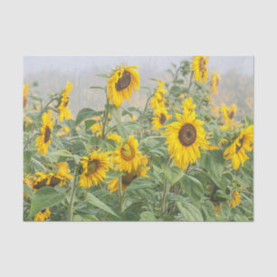 Sunflower Field Yellow Green Beautiful Decoupage Tissue Paper