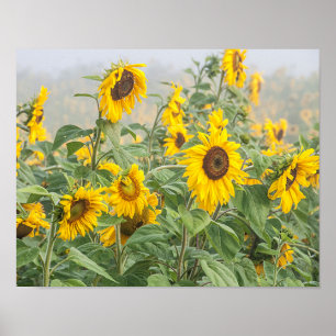 Sunflower Field Yellow Green Beautiful Floral Poster
