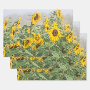 Sunflower Field Yellow Green Beautiful Floral Wrapping Paper Sheet