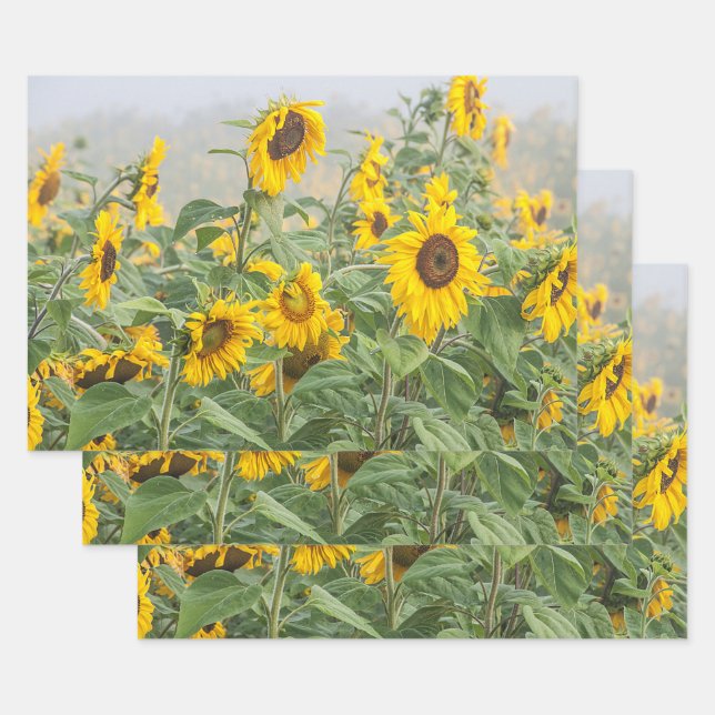 Sunflower Field Yellow Green Beautiful Floral Wrapping Paper Sheet (Set)