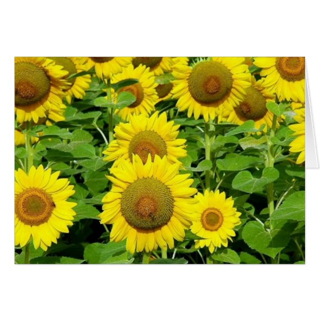Sunflower Fields (Front Horizontal)