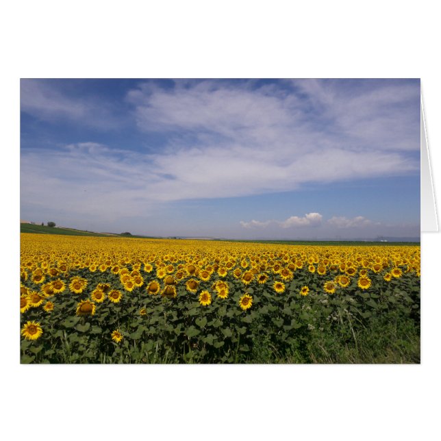 Sunflower Fields Blank Card (Front Horizontal)