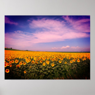 Sunflower Fields Colourized Poster