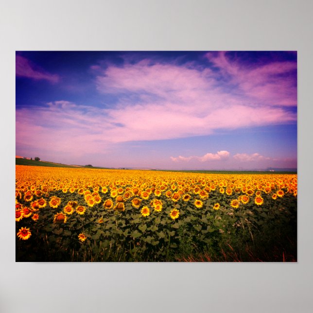 Sunflower Fields Colourized Poster (Front)