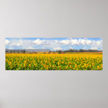 Sunflower Fields