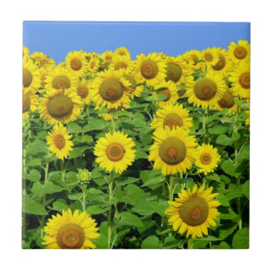 Sunflower Fields Tile