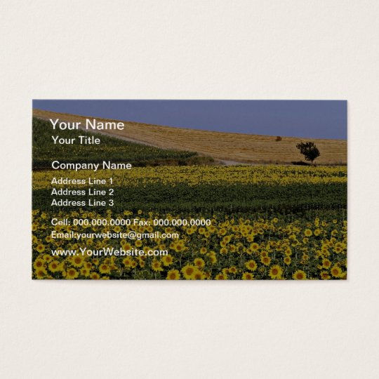 Sunflower fields, Tuscany, Italy flowers Business Card