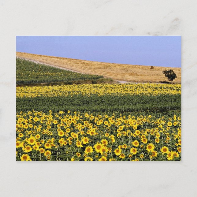 Sunflower fields, Tuscany, Italy  flowers Postcard (Front)
