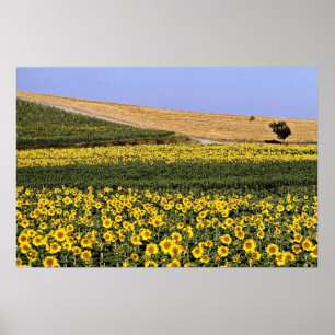 Sunflower fields, Tuscany, Italy flowers Poster