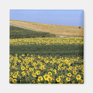 Sunflower fields, Tuscany, Italy Magnet