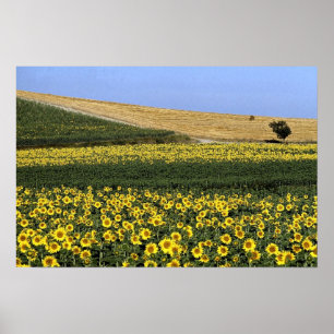 Sunflower fields, Tuscany, Italy Poster