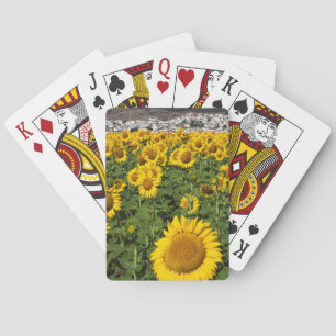 Sunflower fields, white hill town of Bornos Playing Cards
