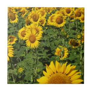 Sunflower fields, white hill town of Bornos Tile
