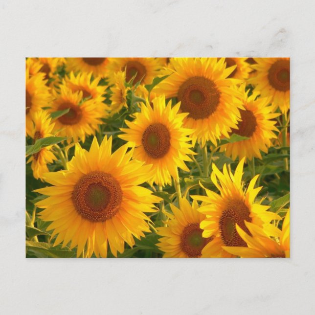 Sunflower Floral Yellow Flowers - Thank You, Love Postcard (Front)