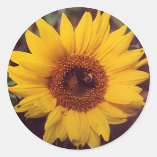 Sunflower Flower Bloom with Bumble Bee Insect Classic Round Sticker