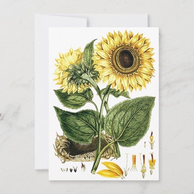 SUNFLOWER FLOWER Botanical Blank Party Invitations (Front)