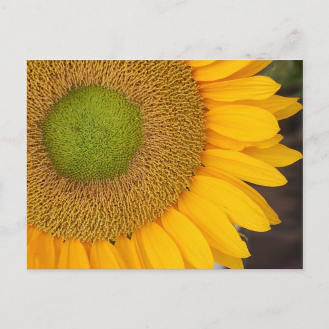 Sunflower Flower Photography Postcard (Front)