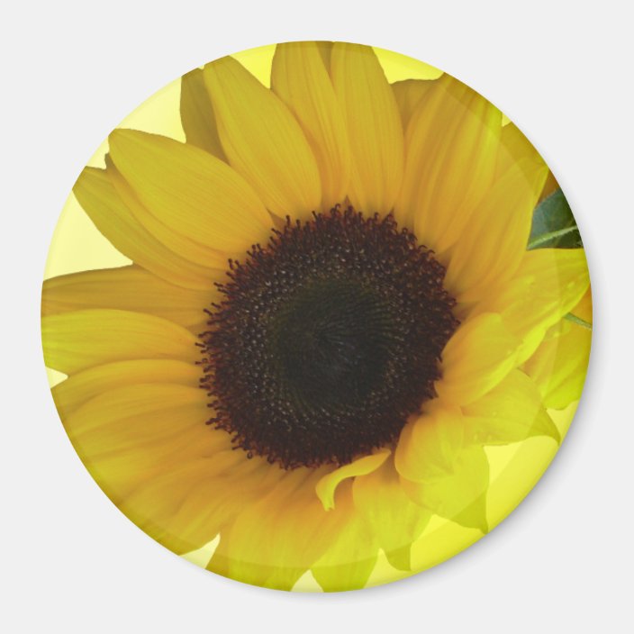 Sunflower Fridge Cheerful Flower Gift Zazzle.co.uk