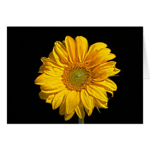 Sunflower gccnm