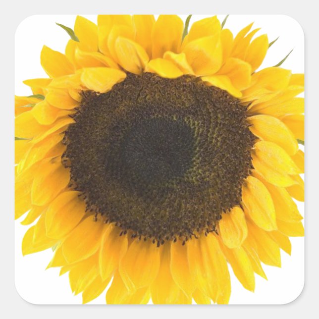 Sunflower Gifts Square Sticker (Front)