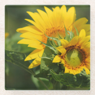 Sunflower - Glass Coaster