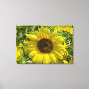 Sunflower Glory (WestCreek) Wrapped Canvas Print