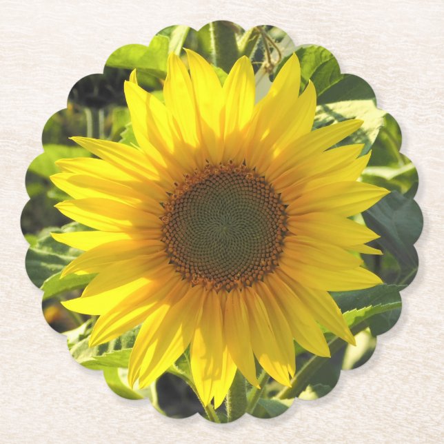 Sunflower Glow  Paper Coaster (Front)
