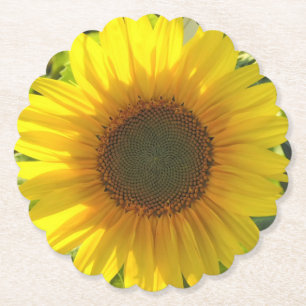 Sunflower Glow Paper Coaster