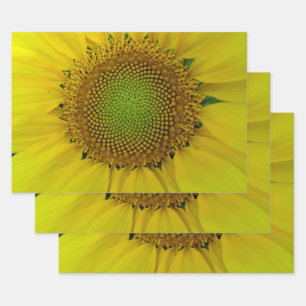Sunflower Golden Ratio Wrapping Paper Sheet