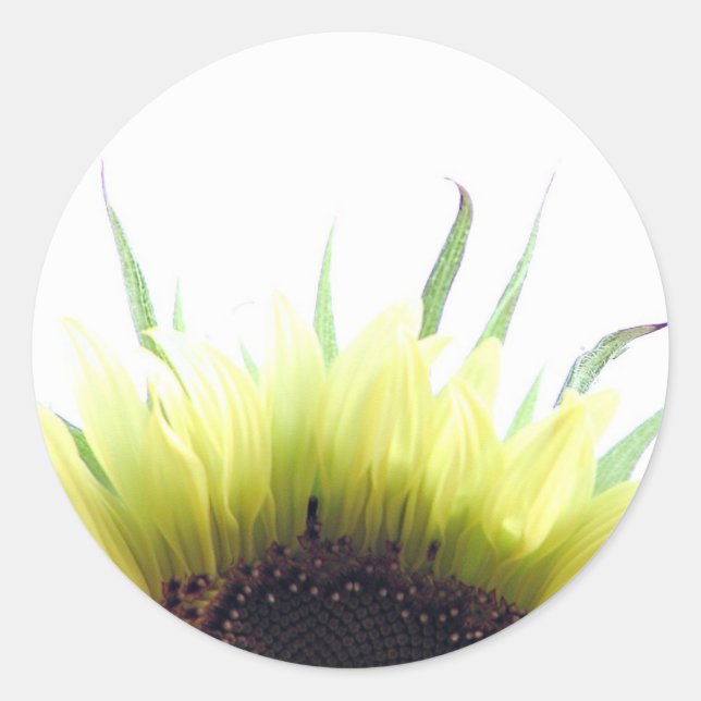 Sunflower good morning sticker (Front)
