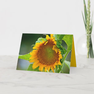 Sunflower Greeting Card