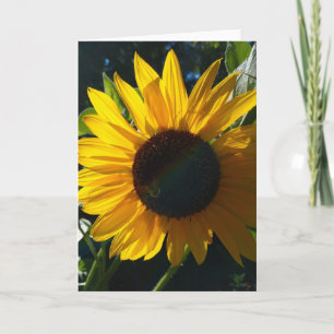 Sunflower Greetings - Blank Inside Card