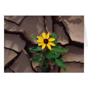 Sunflower growing from Cracked Mud