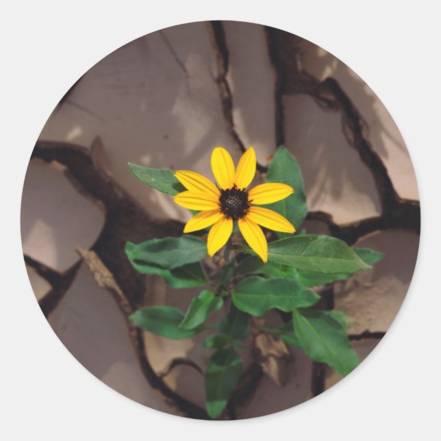 Sunflower growing from Cracked Mud Classic Round Sticker (Front)