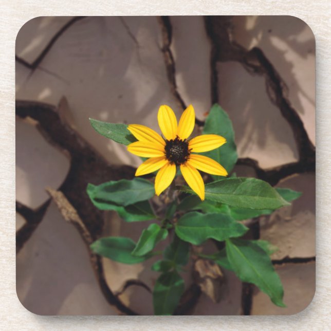 Sunflower growing from Cracked Mud Coaster (Front)