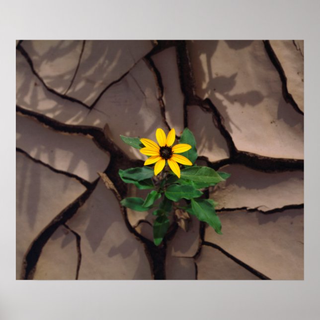 Sunflower growing from Cracked Mud Poster (Front)