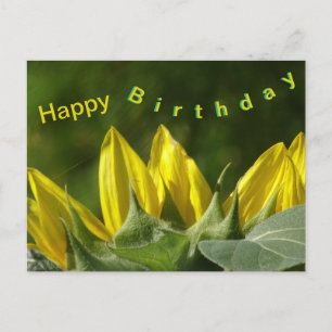Sunflower Happy Birthday Postcard