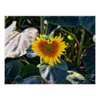 Sunflower Heart Late Summer Flower