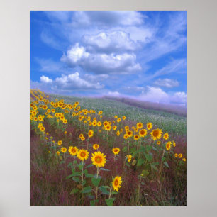 Sunflower hill,poster poster