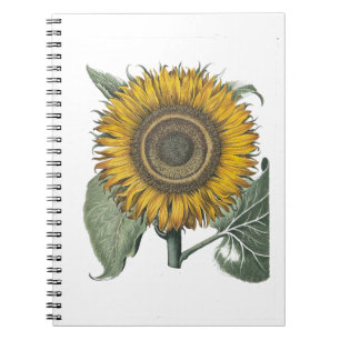 Sunflower Hortus Eystettensis , 1713 Notebook