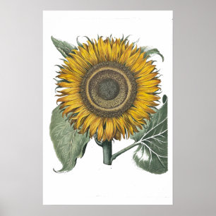 Sunflower Hortus Eystettensis , 1713 Small Poster