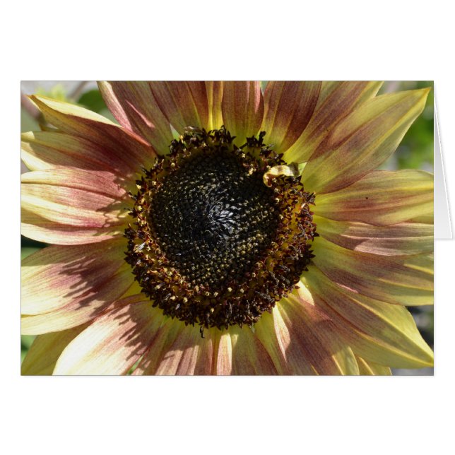 Sunflower in Autumn  Card (Front Horizontal)