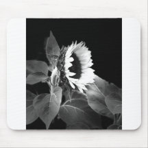 sunflower in black and white